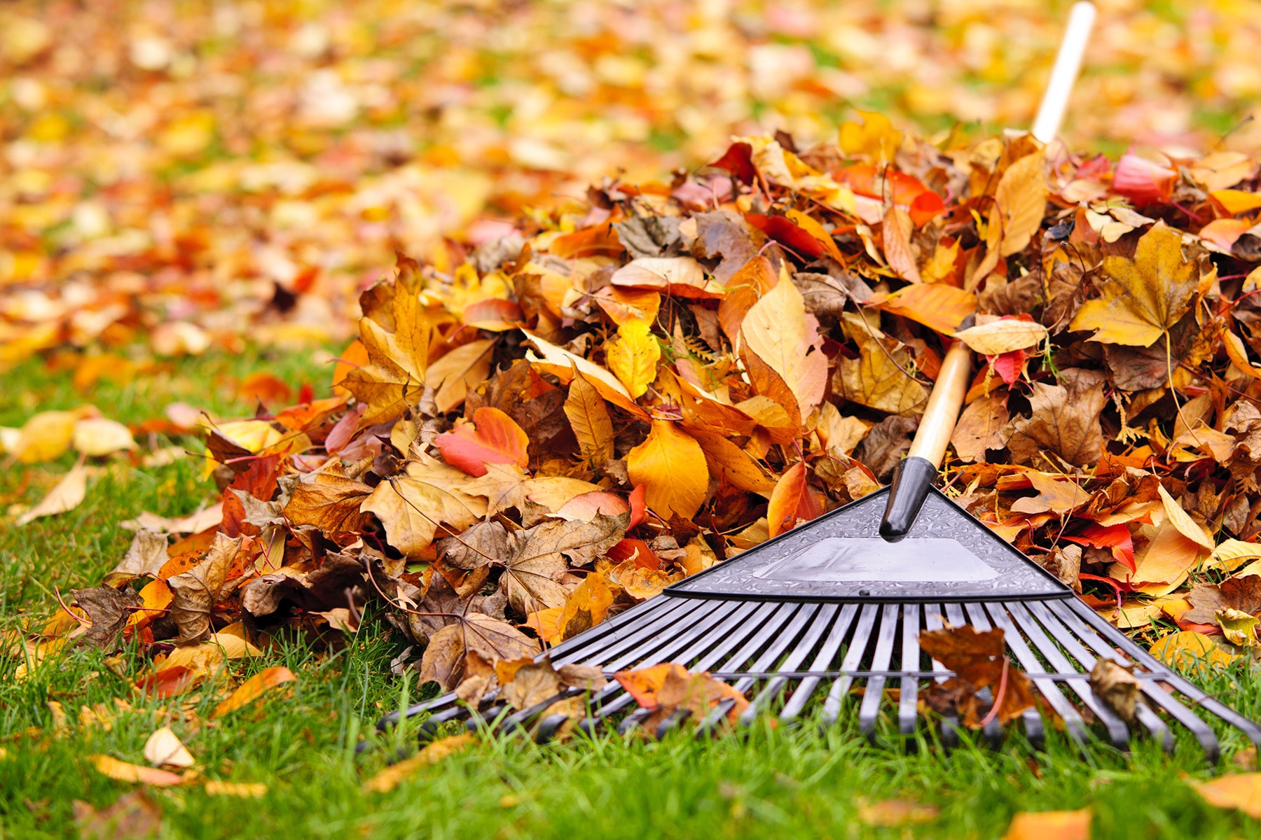 Fall Clean Up and Leaf Removal